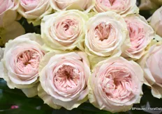 A close-up of Ballerina Summerhouse of Kordes Roses.